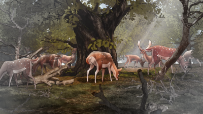 Woodland Trust – Natural England
